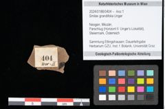 Foto (Objekt + Etikett) von Smilax grandifolia Unger (NHMW-GEO-2024-0188-0404)